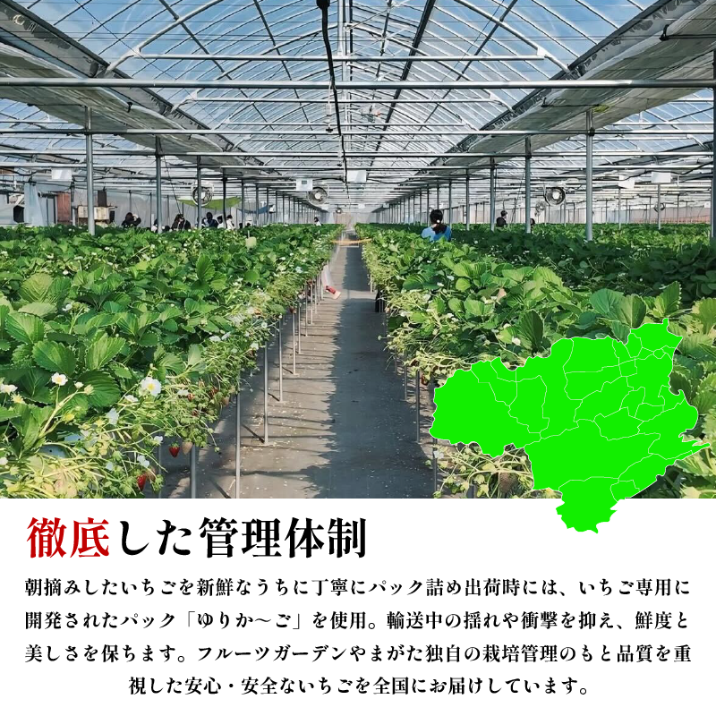 いちご 苺 3パック 600g 2026年1月～4月末まで発送 うずしおベリー 果物 フルーツ デザート 旬 新鮮 季節 冬 人気 ケーキ おすすめ ギフト プレゼント 贈答 家庭用 先行予約 送料無料 徳島