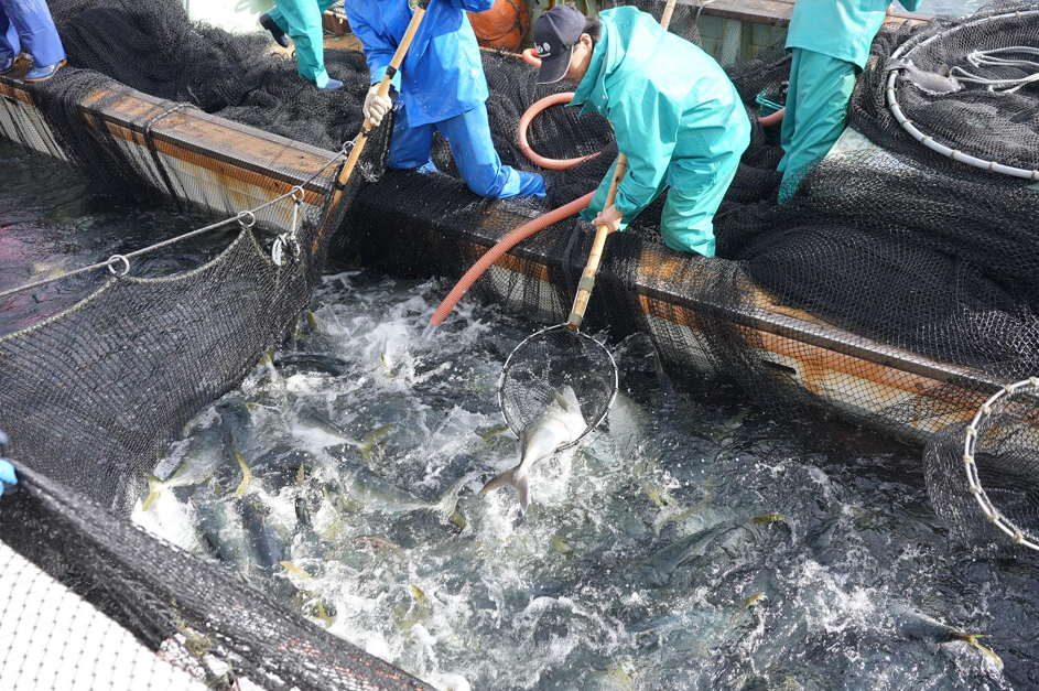 すだちぶり 柵状 500g ～ 600g 10月～発送 【 すだち ぶり 刺身 さしみ さかな 鰤 丼 ご飯 魚 柑橘 先行予約 冷蔵 切り身 塩 焼き 産地直送 ブランド みかん ごはん 米 鮮度 新鮮 ブリ 下処理済み 便利 簡単 手間 なし 国産 人気 徳島 鳴門 なると 】