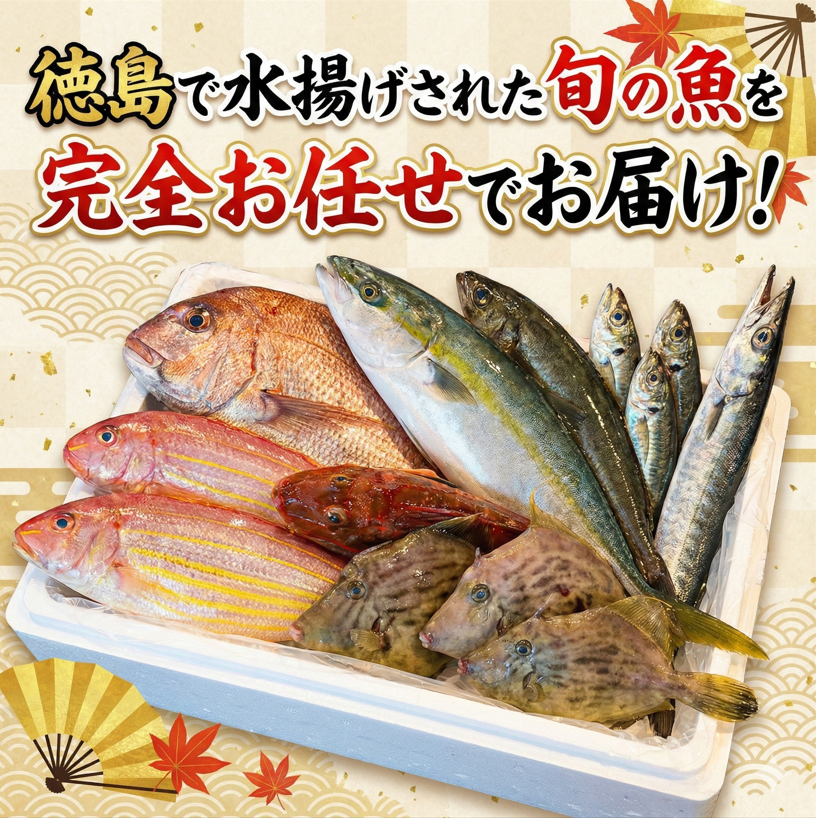 鮮魚BOX 4～6種 刺身 刺し身 旬 海鮮 鮮魚 魚介 焼き 煮付け 炙り カルパッチョ 寿司 丼 おつまみ おかず ご飯に合う 米に合う コメに合う 家庭用 父の日 高級 冷蔵 徳島 馬地鮮魚
