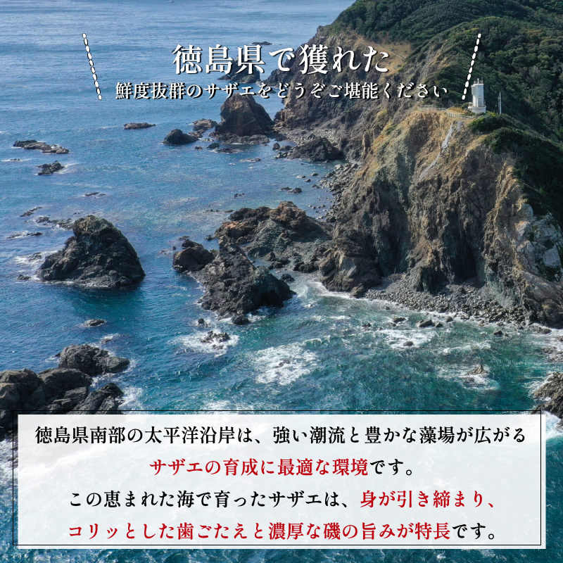 繧オ繧カ繧ィ 2kg 縺輔*縺 雋 雋晞。 譬陞コ 魄ョ鬲 豬キ魄ョ 鬲壻サ 蛻コ霄ォ 辟シ縺咲黄 豎∫黄 縺輔*縺医#鬟ッ 螢コ辟シ縺 縺、縺シ 豁」譛 縺翫○縺。 繧ョ繝輔ヨ 雍育ュ 雍医j迚ゥ 逾昴> 豁ウ證ョ 荳ュ蜈 蟷エ譛ォ 蟷エ蟋 繝舌シ繝吶く繝・繝シ BBQ sazae 蠕ウ蟲カ 髦ソ蜊