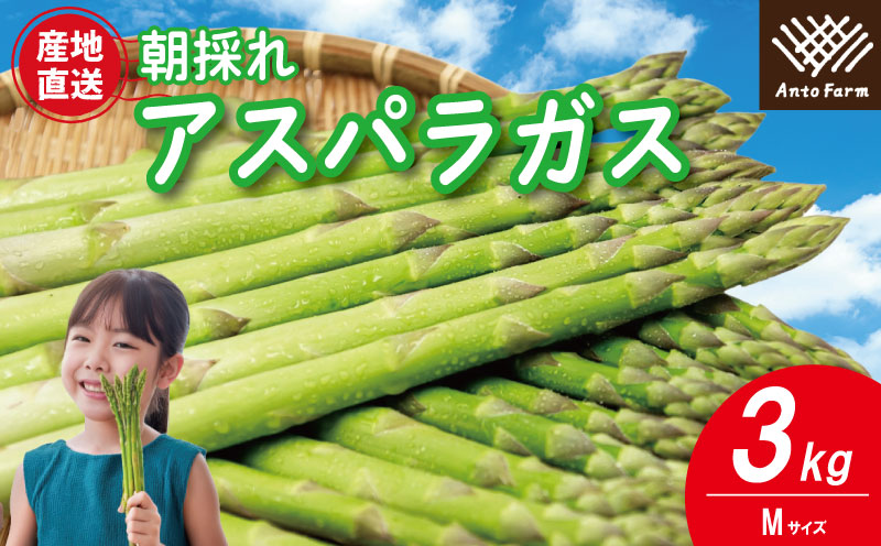アスパラガス Mサイズ 3kg 《3月から出荷開始！》 アスパラ 朝採れ 弁当 野菜 グリーンアスパラ サラダ ベーコン 豚肉 巻き 甘い 国産 春野菜 新鮮 せいくらべ 徳島 阿南