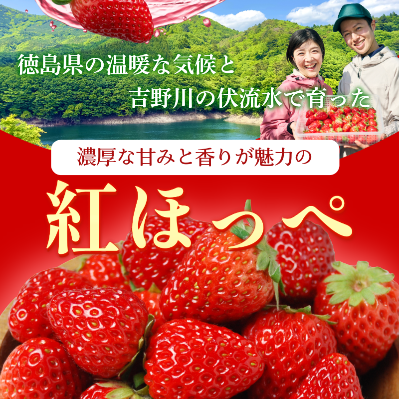 【 先行予約 】 いちご 1kg 紅ほっぺ 苺 イチゴ ストロベリー 数量限定 徳島県産 strawberry ichigo itigo 2月上旬より順次出荷 徳島県 9000 9000円 一万以内 10000円以内