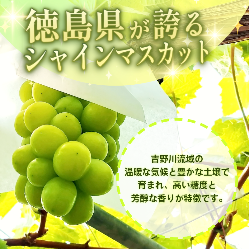 ã·ã£ã€ã³ ãã¹ã«ãã ãã«ãŒã æç© 2æ¿ å·èµ 1kg çš®ãªã å€§ç² é«çŽ çã ã·ã£ã€ã³ãã¹ã«ãã ã¶ã©ã ç£å°çŽé åœç£ 埳島ç ã6æäžæ¬ïœ8æäžæ¬ãŸã§é 次çºéã