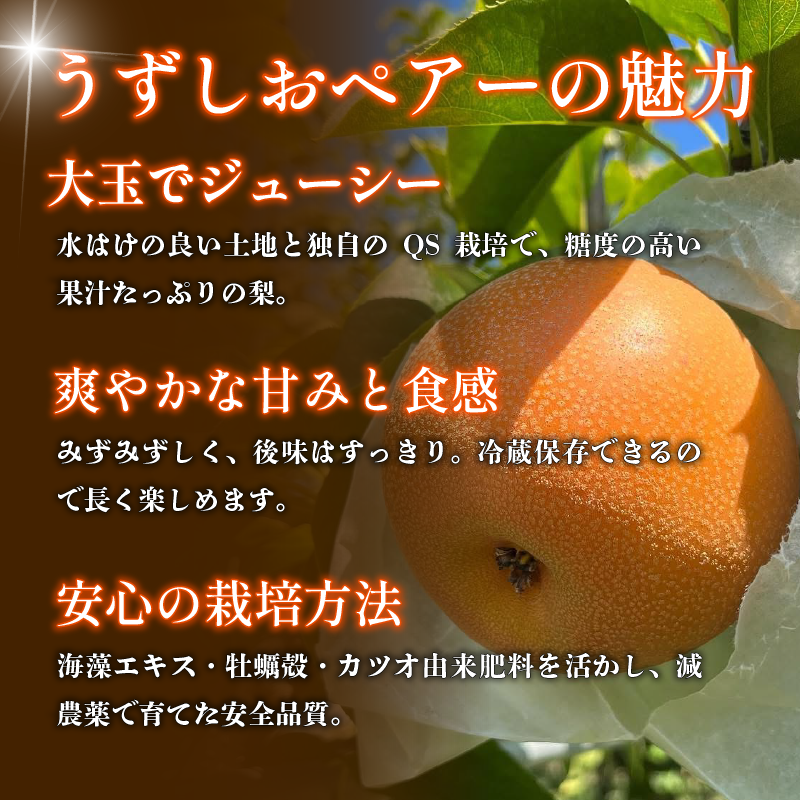 ã2026幎å
è¡äºçŽã梚 ãªã ãå®¶åºçš 2.5kgä»¥äž 5ã8ç 2026幎 8æé 次çºé ãããããã¢ãŒ æç© ãã«ãŒã ãã¶ãŒã æ¬ æ°é®® å£ç¯ ç§ äººæ° ãããã ã®ãã ãã¬ãŒã³ã èŽç èŽãç© å®¶åºçš æééå® éæç¡æ 鳎é 埳島