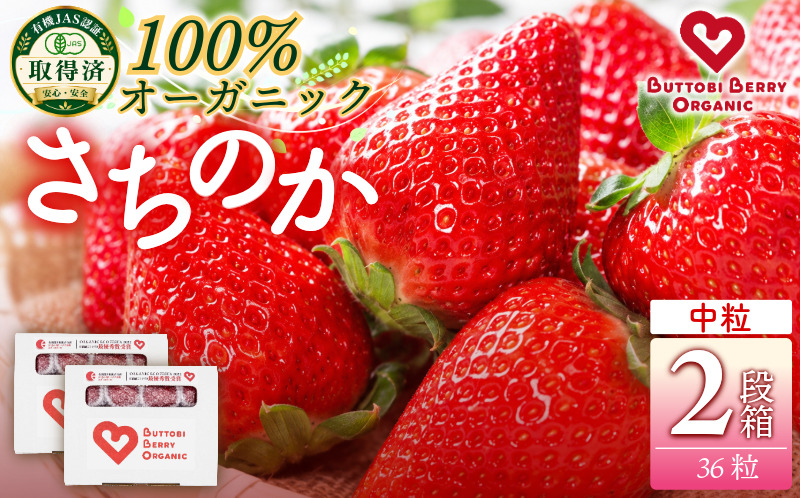 オーガニック いちご 中粒 約36粒 《1月末から5月発送》 有機JAS認証 ORGANIC 甘い 苺 果物 フルーツ 産地直送 新鮮 ストロベリー ジャム スムージー 期間限定 徳島