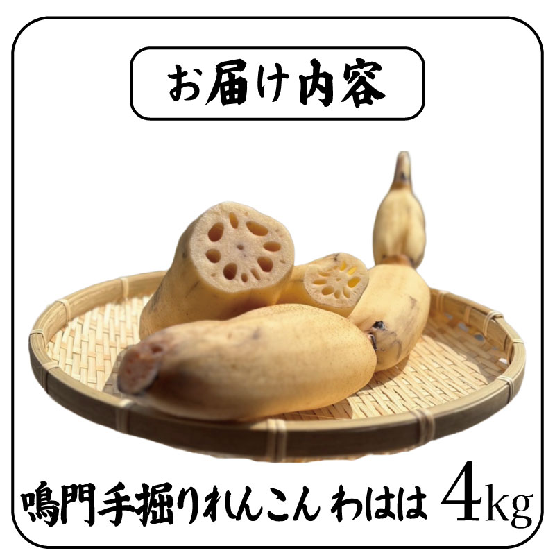 鳴門れんこん 4kg 洗いれんこん 蓮根 れんこん レンコン 手掘り 野菜 やさい 根菜 新鮮 産地直送 農家直送 国産 四国 鳴門市 徳島県