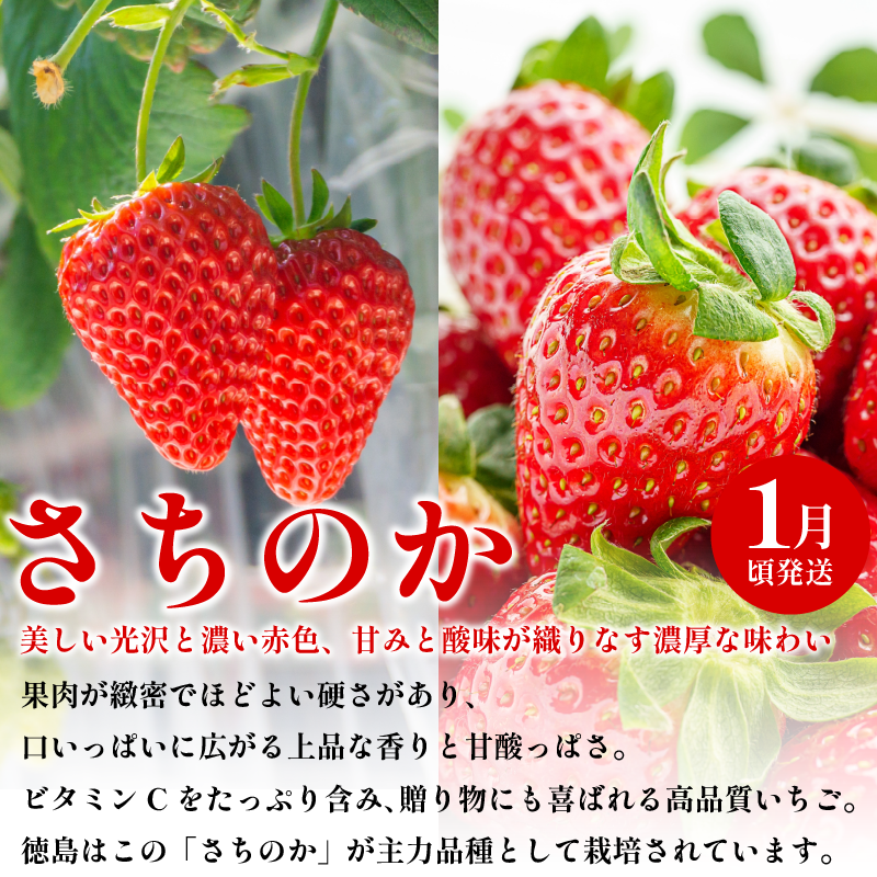 フルーツ 定期便 全3回 いちご キウイ 紅ほっぺ さちのか ギフト 果物 冬 徳島県産 産地直送 新鮮 3ヶ月