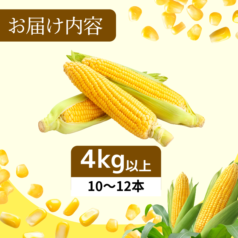 ã6æäžæ¬ããé æ¬¡çºéãããšããããã ãŽãŒã«ãã©ãã·ã¥ 4kgä»¥äž éžã¹ã 容é å³éž æ°é®® çã ç åœç£ éè ã¹ã€ãŒãã³ãŒã³ ããŒããã¥ãŒ BBQ ã³ãŒã³ æ¬ åŸ³å³¶ç