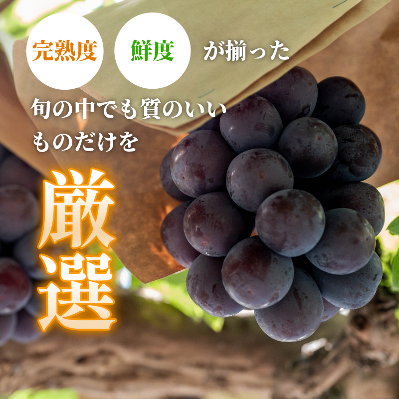 ããªãŒã 2æ¿ 1kg 7æäžæ¬ä»¥éé æ¬¡çºé ãã㊠è¡è ããªãŒã æ°é®® çã çŸå³ãã ãžã¥ãŒã·ãŒ ç£å°çŽé ã¶ã©ã çš®ç¡ã åœç£ 埳島ç ã7æäžæ¬ãã8æäžæ¬ãŸã§çºéã