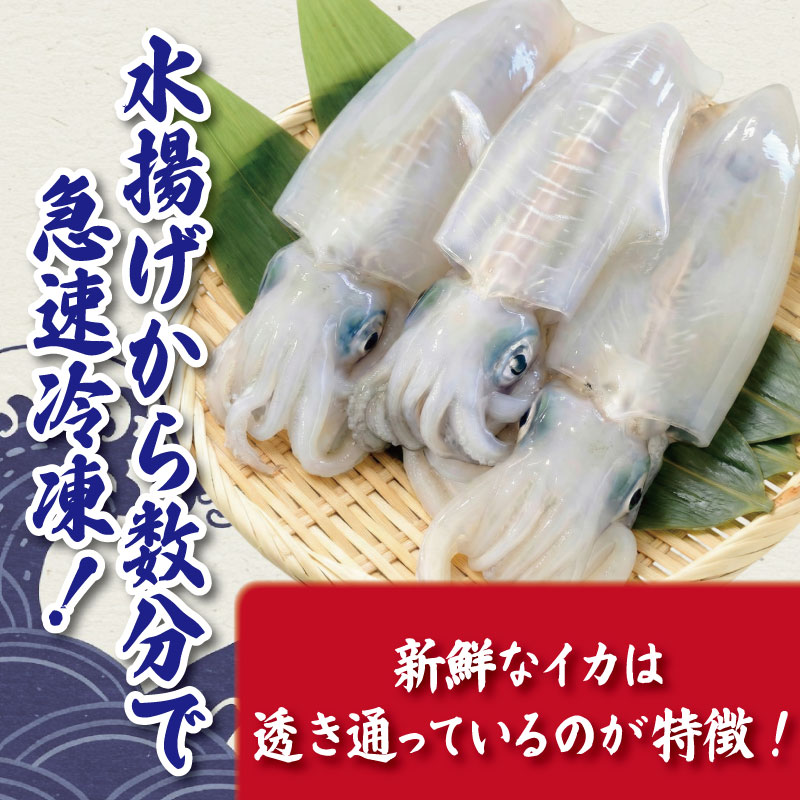 アオリイカ 1kg 2～4枚 《水揚げから数分で真空冷凍！》 イカ あおりいか 下処理済み 刺し身 刺身 海鮮 おつまみ 海鮮丼 寿司 いかめし いか 焼き 徳島 海陽町 宍喰