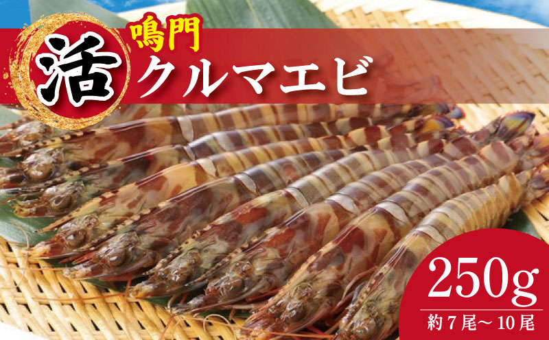 【指定日必須】 活き車海老 250g 約7尾～10尾 サイズ中～大 クルマエビ 車エビ えび 活きエビ 活きたまま 養殖 塩焼き 天ぷら フライ 冷蔵 徳島 鳴門 【10月～1月上旬 発送】