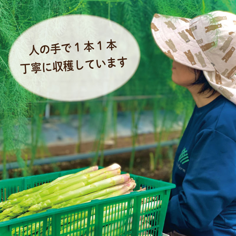 アスパラガス Mサイズ 1kg 《3月から出荷開始！》 アスパラ 朝採れ 弁当 野菜 グリーンアスパラ サラダ ベーコン 豚肉 巻き 甘い 国産 春野菜 新鮮 せいくらべ 徳島 阿南