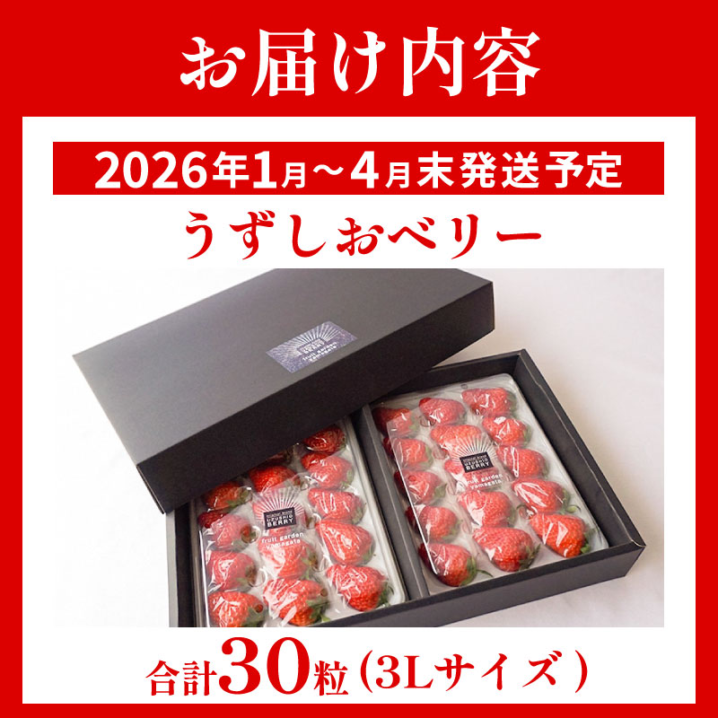 いちご 苺 30粒 3L サイズ 2026年1月から4月末まで発送 うずしおベリー 果物 フルーツ デザート 旬 新鮮 季節 冬 人気 ケーキ おすすめ ギフト プレゼント 贈答 贈り物 家庭用 先行予約 送料無料 徳島