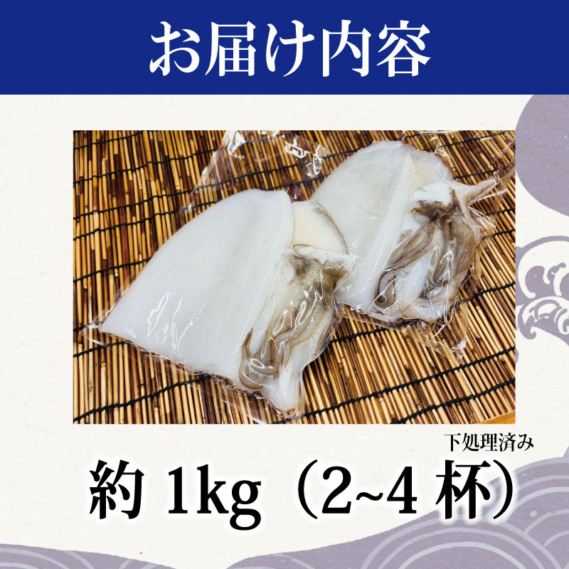 アオリイカ 1kg 2～4枚 《水揚げから数分で真空冷凍！》 イカ あおりいか 下処理済み 刺し身 刺身 海鮮 おつまみ 海鮮丼 寿司 いかめし いか 焼き 徳島 海陽町 宍喰