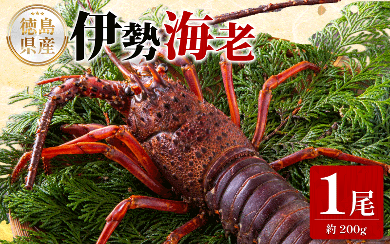 莨雁兇豬キ閠 200g 1蟆セ 縺医ウ 繧ィ繝 鬮倡エ 莨雁兇 莨雁兇縺医ウ 魄ョ鬲 豬キ魄ョ 鬲壻サ 蛻コ霄ォ 辟シ縺咲黄 豎∫黄 繧、繧サ繧ィ繝 豬キ閠 豁」譛 縺翫○縺。 繧ョ繝輔ヨ 雍育ュ 雍医j迚ゥ 逾昴> 豁ウ證ョ 荳ュ蜈 蟷エ譛ォ 蟷エ蟋 ebi 蠕ウ蟲カ 髦ソ蜊 縲仙ケエ譛ォ蟷エ蟋 逋コ騾∝ッセ蠢懷庄閭ス縺ァ縺呻シ√