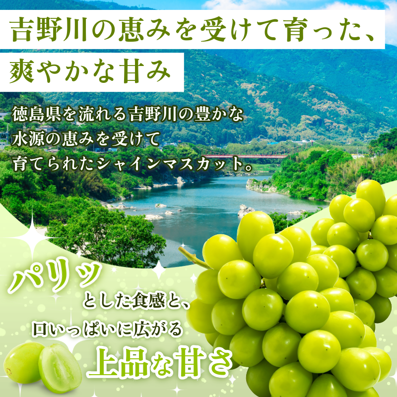 シャインマスカット 2kg 3～5房 8月末から9月上旬まで発送 マスカット 果物 くだもの フルーツ シャインマスカット 種なし 種無し ぶどう 厳選 旬 国産 徳島県