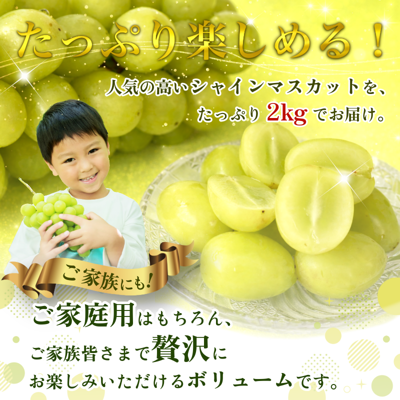 シャインマスカット 2kg 3～5房 8月末から9月上旬まで発送 マスカット 果物 くだもの フルーツ シャインマスカット 種なし 種無し ぶどう 厳選 旬 国産 徳島県