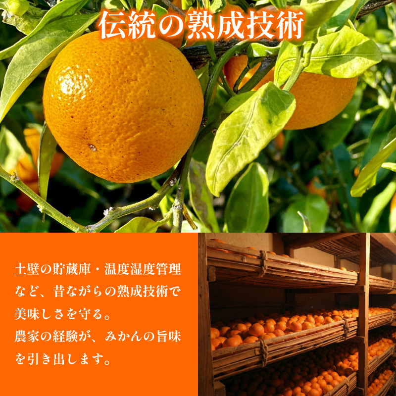みかん 訳あり 4.2kg 4kg+傷み補償分200g 熟成 柑橘 フルーツ 果物 みかん ミカン みかん 蜜柑 訳ありみかん 家庭用 オレンジ 1万円未満 徳島県 勝浦町 佐那河内村 5000円以下 5000円