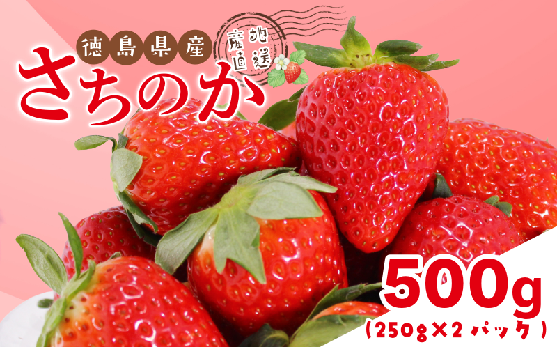 いちご 500g さちのか 苺 イチゴ ストロベリー 数量限定 徳島県産 ichigo strawberry itigo 2月上旬より順次出荷 徳島県 