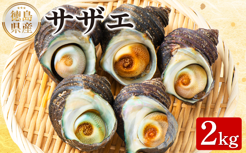 サザエ 2kg さざえ 貝 貝類 栄螺 鮮魚 海鮮 魚介 刺身 焼き物 汁物 さざえご飯 壺焼き つぼ 正月 おせち ギフト 贈答 贈り物 祝い 歳暮 中元 年末 年始 バーベキュー BBQ sazae 徳島 阿南