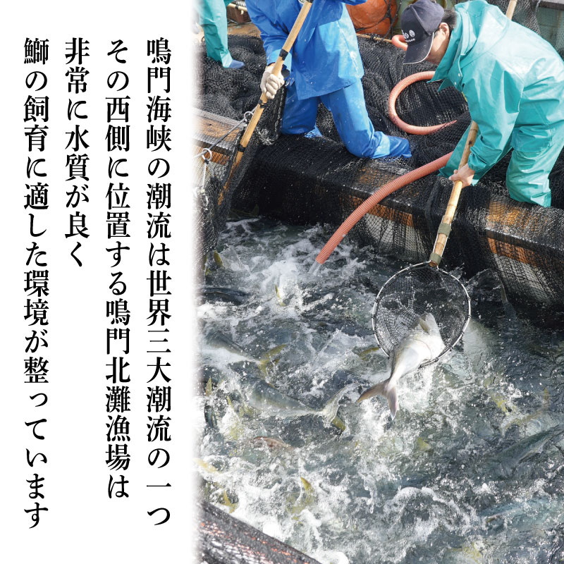 すだちぶり 2柵 カマいり 《 冷蔵発送！すぐに食べられる！》 10月から11月末まで発送 すだち ぶり 鰤 刺身 ぶりしゃぶ 切り身 さしみ しゃぶしゃぶ かぼすぶり に負けない 下処理済み 徳島 鳴門 なると