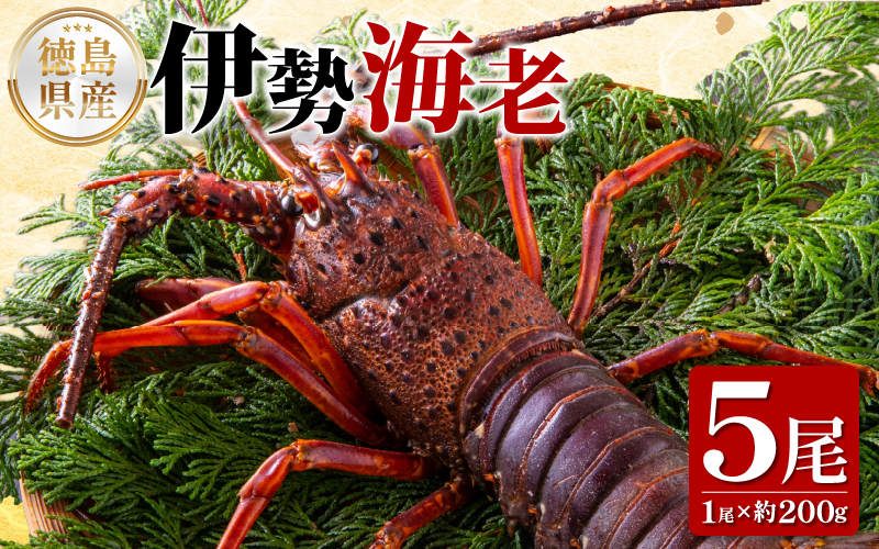 伊勢海老 200g 5尾 えび エビ 高級 伊勢 伊勢えび 鮮魚 海鮮 魚介 刺身 焼き物 汁物 イセエビ 海老 正月 おせち ギフト 贈答 贈り物 祝い 歳暮 中元 年末 年始 ebi 徳島 阿南 【年末年始 発送対応可能です！】