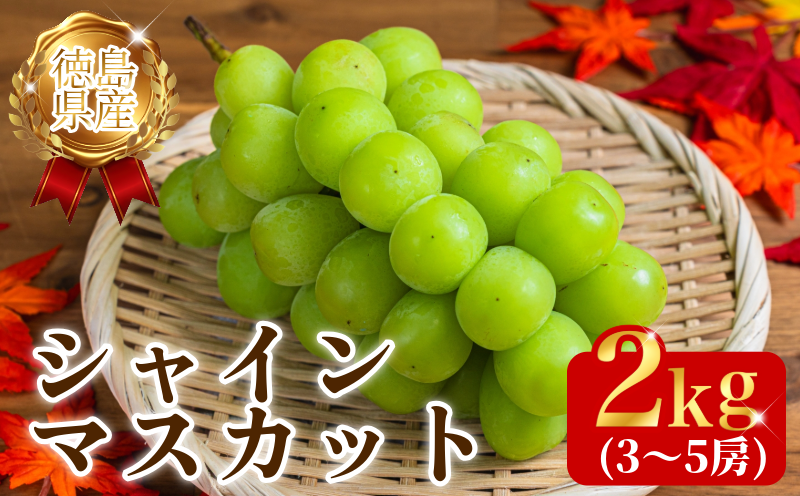シャインマスカット 2kg 3～5房 8月末から9月上旬まで発送 マスカット 果物 くだもの フルーツ シャインマスカット 種なし 種無し ぶどう 厳選 旬 国産 徳島県