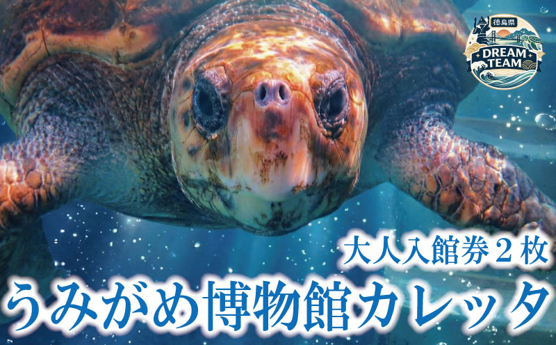日和佐うみがめ博物館カレッタ 入館券 大人2名分 うみがめ ウミガメ 海亀 かめ カメ 亀 博物館 チケット 美波町 徳島県 ドリームチーム