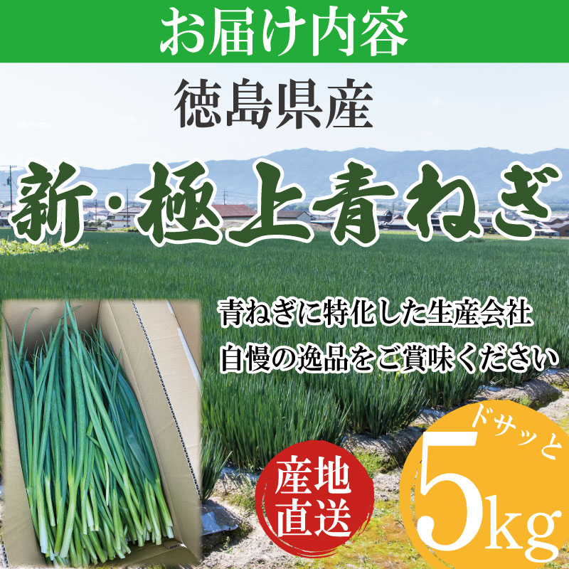 【4月から6月末まで発送】青ねぎ 5kg ネギ 葱 極上 薬味 国産 野菜 うどん ギョーザ 餃子 チャーハン 焼きネギ 徳島 阿波市 新･極上青ねぎ 通常発送 旬 ネギ 訳あり