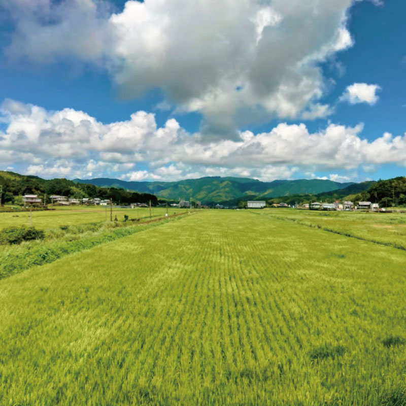 米 精白米 5kg 厳選 徳島県 新野源流米 お米 こめ ごはん 飯 ブランド米 食品 弁当 家庭用 阿南 徳島