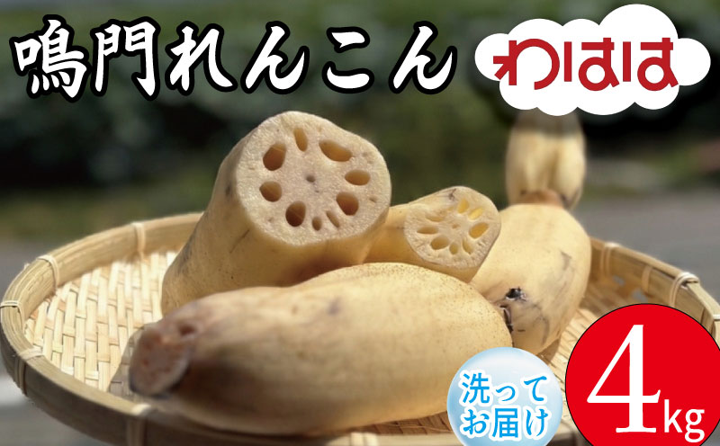 鳴門れんこん 4kg 洗いれんこん 蓮根 れんこん レンコン 手掘り 野菜 やさい 根菜 新鮮 産地直送 農家直送 国産 四国 鳴門市 徳島県
