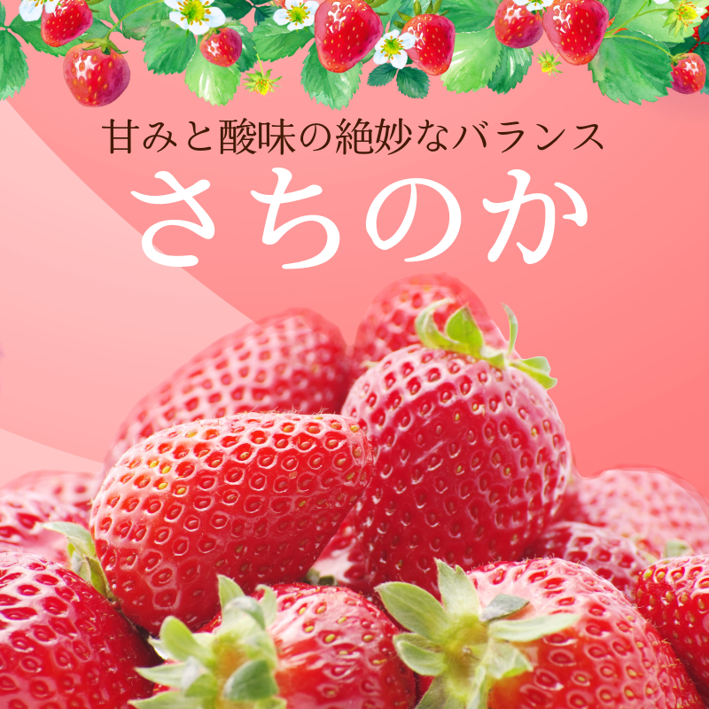 いちご 1kg さちのか 苺 イチゴ ストロベリー 数量限定 徳島県産 ichigo strawberry itigo 2月上旬より順次出荷 徳島県 