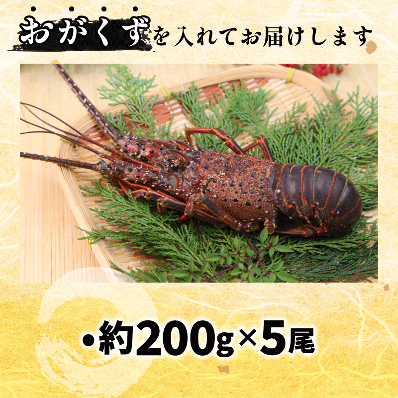 伊勢海老 200g 5尾 えび エビ 高級 伊勢 伊勢えび 鮮魚 海鮮 魚介 刺身 焼き物 汁物 イセエビ 海老 正月 おせち ギフト 贈答 贈り物 祝い 歳暮 中元 年末 年始 ebi 徳島 阿南 【年末年始 発送対応可能です！】