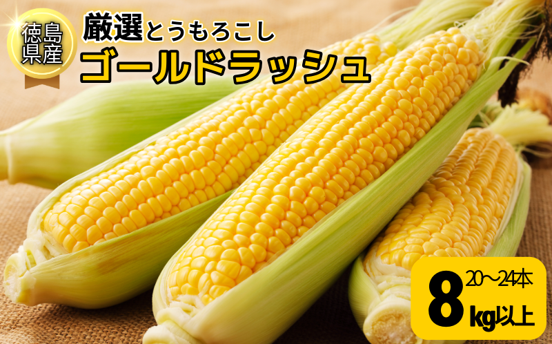 【6月下旬より順次発送】　とうもろこし ゴールドラッシュ 8kg以上 選べる 容量 厳選 新鮮 甘い 生 国産 野菜 スイートコーン バーベキュー BBQ コーン 旬 徳島県