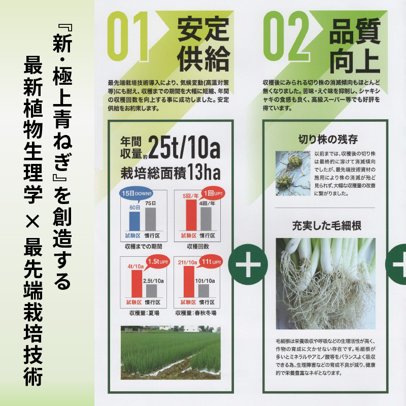 【12月~3月・7月のみ発送】青ねぎ 5kg ネギ 葱 極上 薬味 国産 野菜 うどん ギョーザ 餃子 チャーハン 焼きネギ 徳島 阿波市 新･極上青ねぎ 通常発送 旬 ネギ