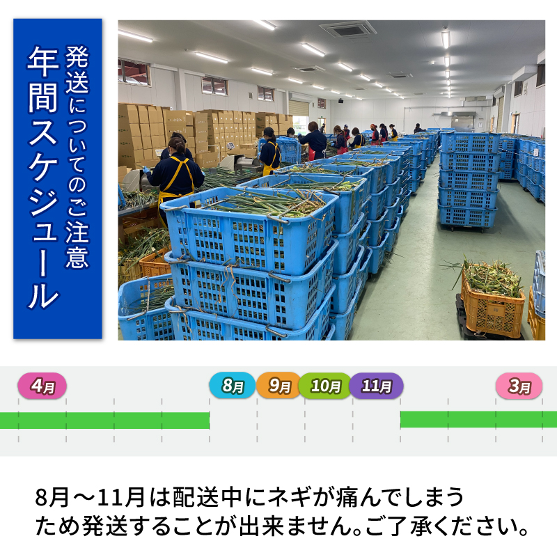 【4月から6月末まで発送】青ねぎ 5kg ネギ 葱 極上 薬味 国産 野菜 うどん ギョーザ 餃子 チャーハン 焼きネギ 徳島 阿波市 新･極上青ねぎ 通常発送 旬 ネギ 訳あり