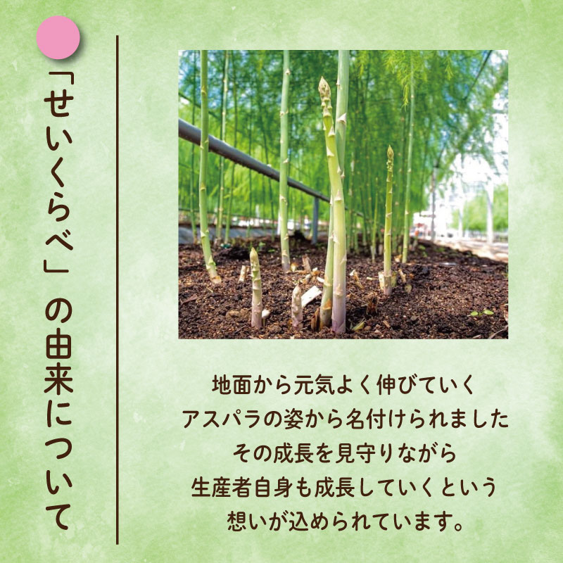 アスパラガス Mサイズ 1kg 《3月から出荷開始！》 アスパラ 朝採れ 弁当 野菜 グリーンアスパラ サラダ ベーコン 豚肉 巻き 甘い 国産 春野菜 新鮮 せいくらべ 徳島 阿南