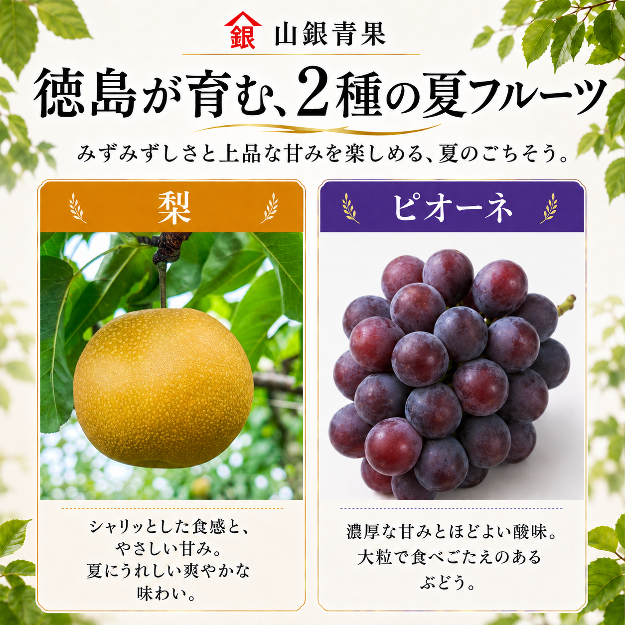フルーツ 定期便 2回 フルーツ定期便 コースA 果物 ピオーネ 梨 季節 旬 詰め合せ 国産 おまかせ 産地直送 徳島県 徳島 山銀青果