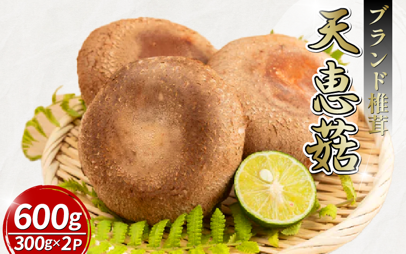 【11月順次発送】　天恵菇 椎茸 300g×2P しいたけ シイタケ てんけいこ 肉厚 幻 きのこ キノコ 菌床 焼き物 揚げ物 鍋 BBQ 野菜 贈り物 プレゼント 徳島県