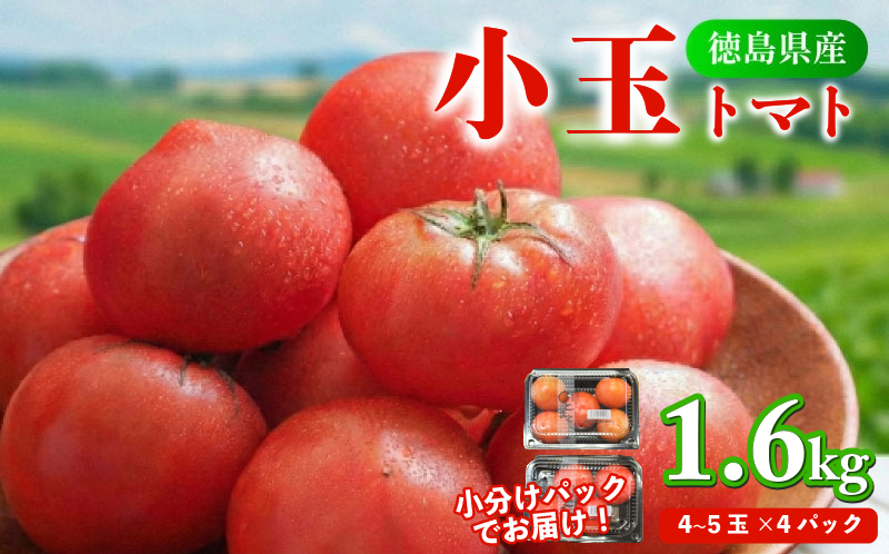 トマト 4パック 1.6kg 小玉 とまと 4月～6月発送 野菜 やさい 国産 産地直送 数量限定 1万円未満 旬 徳島県産 tomato サラダ おすすめ 徳島県