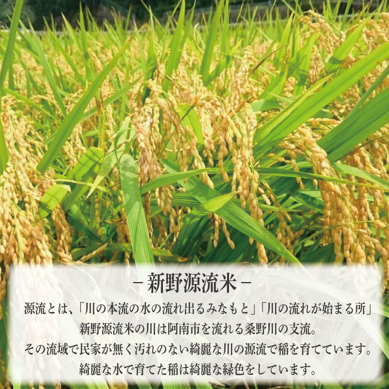 米 精白米 5kg 厳選 徳島県 新野源流米 お米 こめ ごはん 飯 ブランド米 食品 弁当 家庭用 阿南 徳島