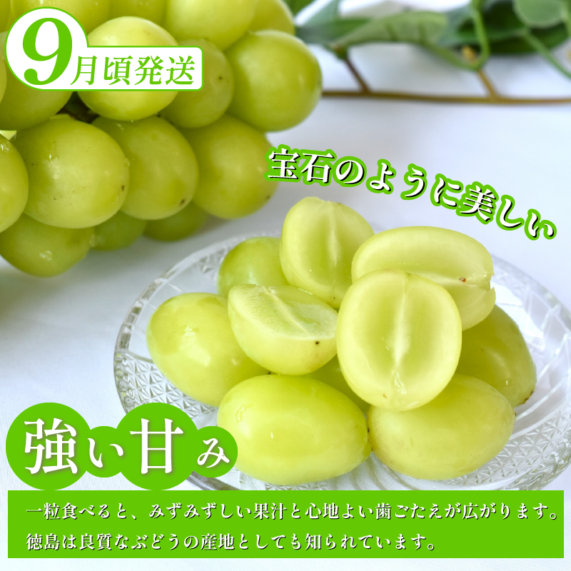 フルーツ 定期便 全3回 シャインマスカット ピオーネ デラウエア ぶどう 巨峰 ギフト 果物 夏 徳島県産 産地直送 新鮮 食べ比べ 3ヶ月