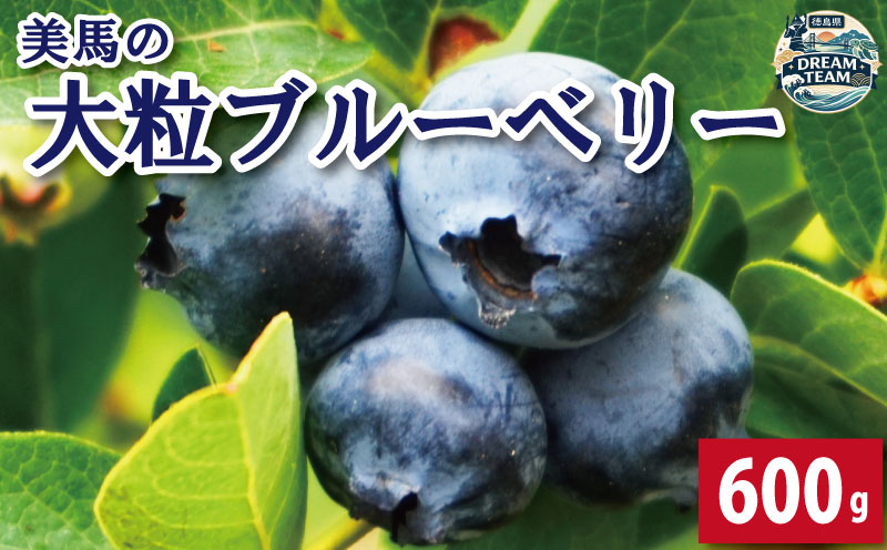 ブルーベリー 大粒 600g 100g × 6パック 2026年6月から7月末まで発送 果物 フルーツ デザート 旬 新鮮 季節 夏 人気 ケーキ おすすめ 期間限定 美馬 徳島 ドリームチーム