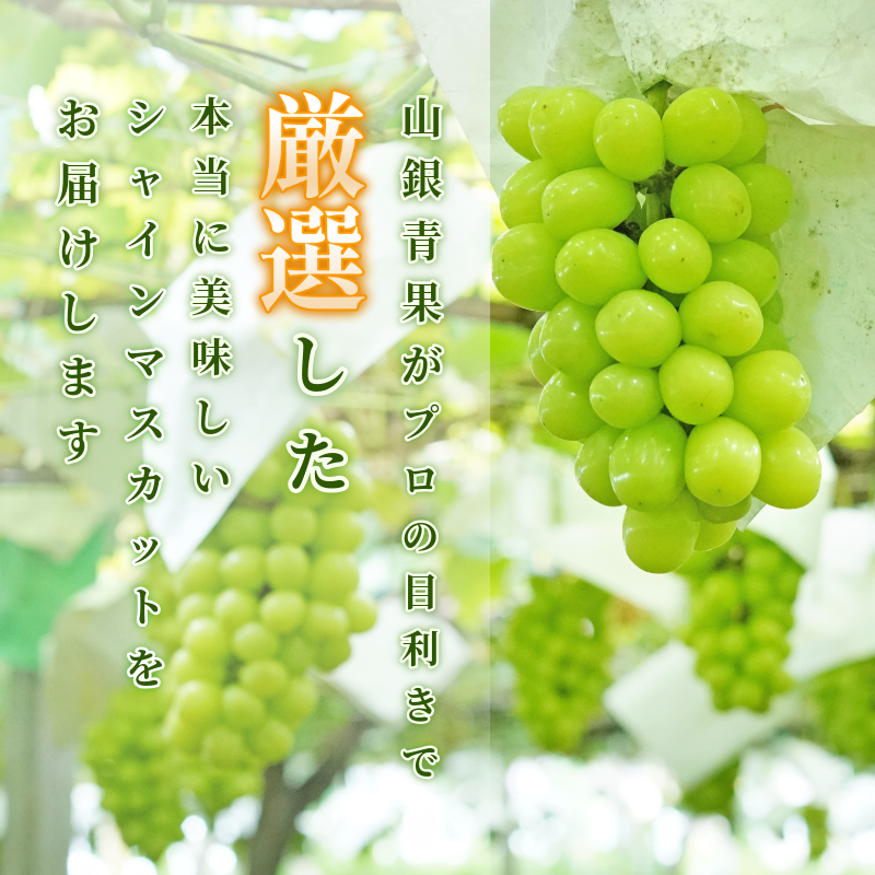 ã·ã£ã€ã³ ãã¹ã«ãã ãã«ãŒã æç© 2æ¿ å·èµ 1kg çš®ãªã å€§ç² é«çŽ çã ã·ã£ã€ã³ãã¹ã«ãã ã¶ã©ã ç£å°çŽé åœç£ 埳島ç ã6æäžæ¬ïœ8æäžæ¬ãŸã§é 次çºéã