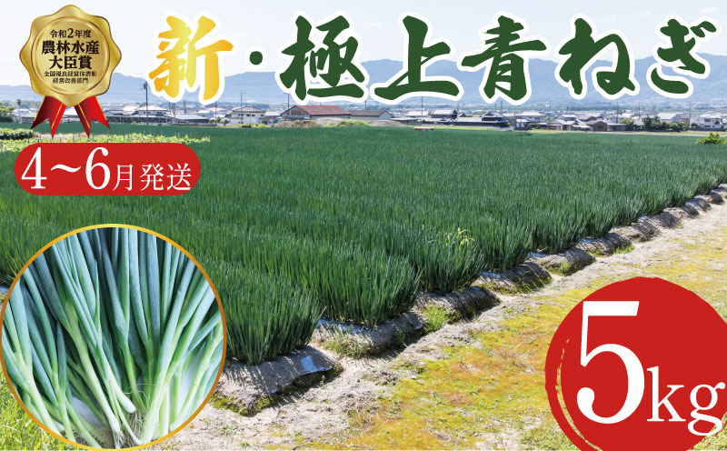 【4月から6月末まで発送】青ねぎ 5kg ネギ 葱 極上 薬味 国産 野菜 うどん ギョーザ 餃子 チャーハン 焼きネギ 徳島 阿波市 新･極上青ねぎ 通常発送 旬 ネギ 訳あり