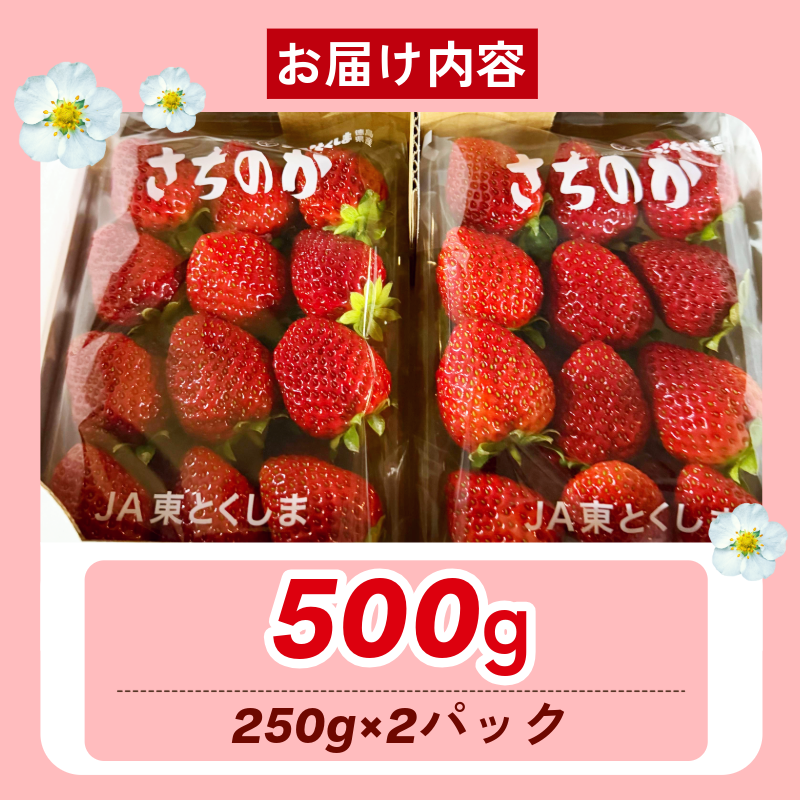 いちご 500g さちのか 苺 イチゴ ストロベリー 数量限定 徳島県産 ichigo strawberry itigo 2月上旬より順次出荷 徳島県 