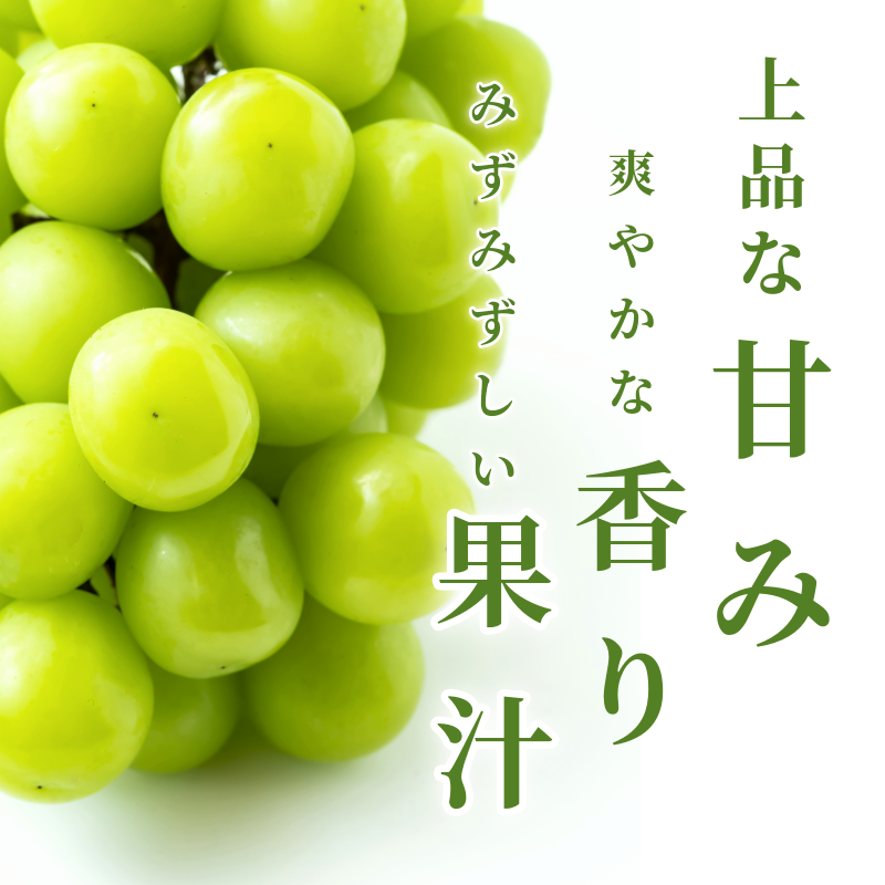 ã·ã£ã€ã³ ãã¹ã«ãã ãã«ãŒã æç© 2æ¿ å·èµ 1kg çš®ãªã å€§ç² é«çŽ çã ã·ã£ã€ã³ãã¹ã«ãã ã¶ã©ã ç£å°çŽé åœç£ 埳島ç ã6æäžæ¬ïœ8æäžæ¬ãŸã§é 次çºéã