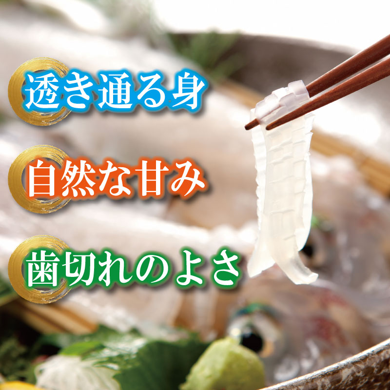 アオリイカ 1kg 2～4枚 《水揚げから数分で真空冷凍！》 イカ あおりいか 下処理済み 刺し身 刺身 海鮮 おつまみ 海鮮丼 寿司 いかめし いか 焼き 徳島 海陽町 宍喰