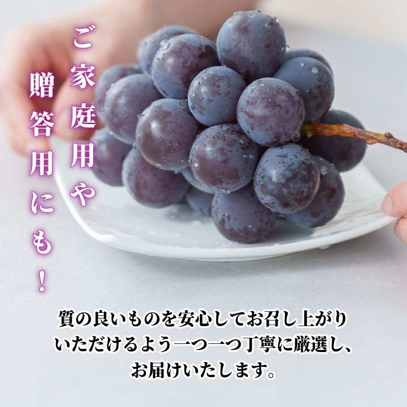 ããªãŒã 2æ¿ 1kg 7æäžæ¬ä»¥éé æ¬¡çºé ãã㊠è¡è ããªãŒã æ°é®® çã çŸå³ãã ãžã¥ãŒã·ãŒ ç£å°çŽé ã¶ã©ã çš®ç¡ã åœç£ 埳島ç ã7æäžæ¬ãã8æäžæ¬ãŸã§çºéã