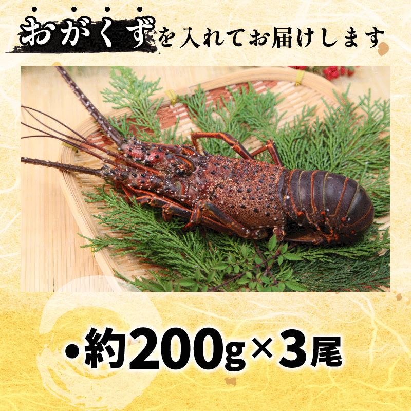 伊勢海老 200g 3尾 えび エビ 高級 伊勢 伊勢えび 鮮魚 海鮮 魚介 刺身 焼き物 汁物 イセエビ 海老 正月 おせち ギフト 贈答 贈り物 祝い 歳暮 中元 年末 年始 ebi 徳島 阿南 【年末年始 発送対応可能です！】